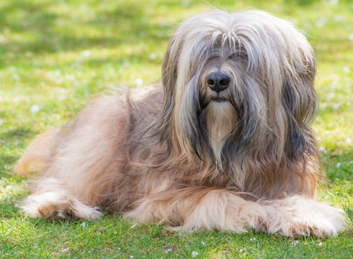 Terrier Tibetano Caracter Sticas Y Cuidados Mivet