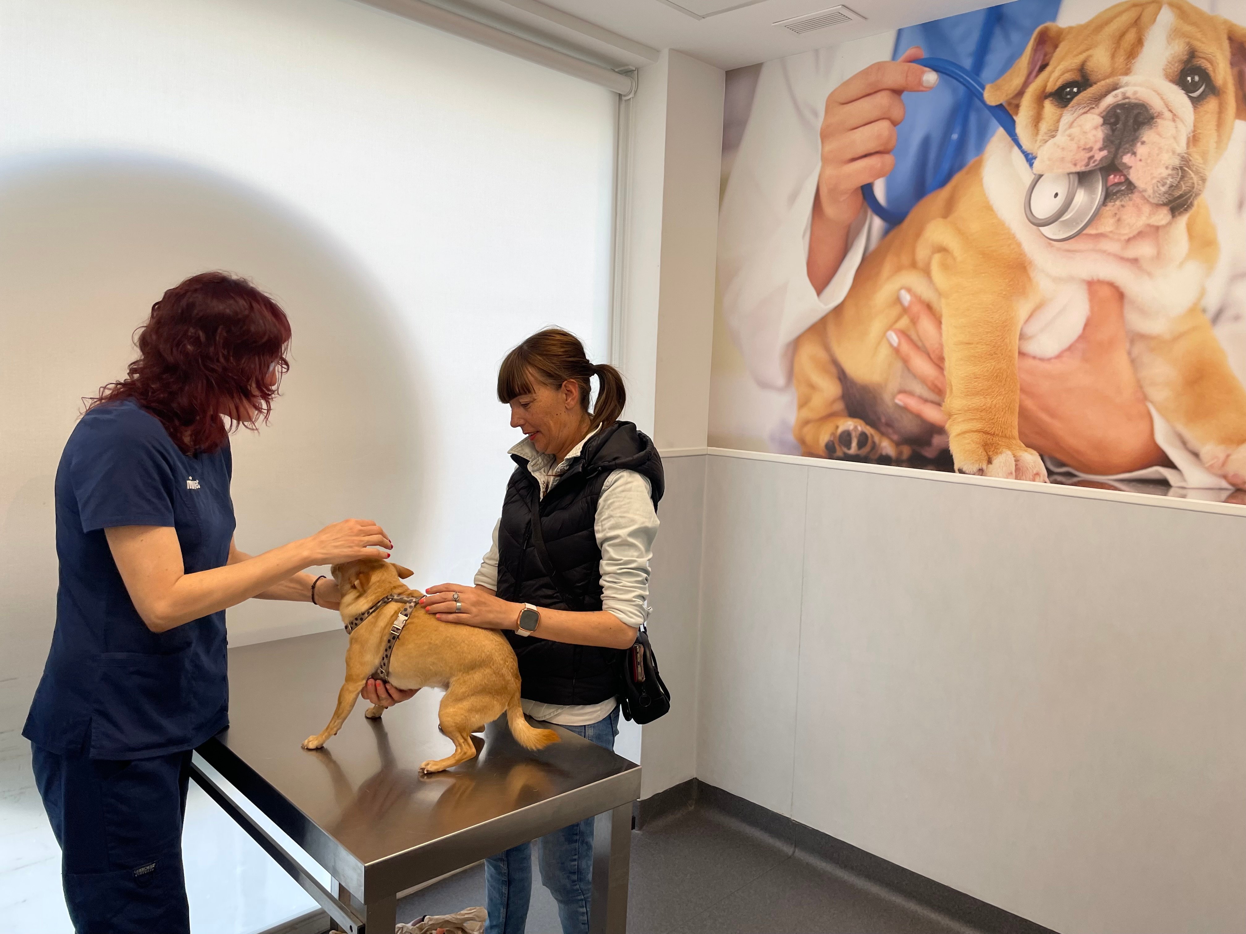 Veterinaria examinando a un perro en el Hospital Veterinario