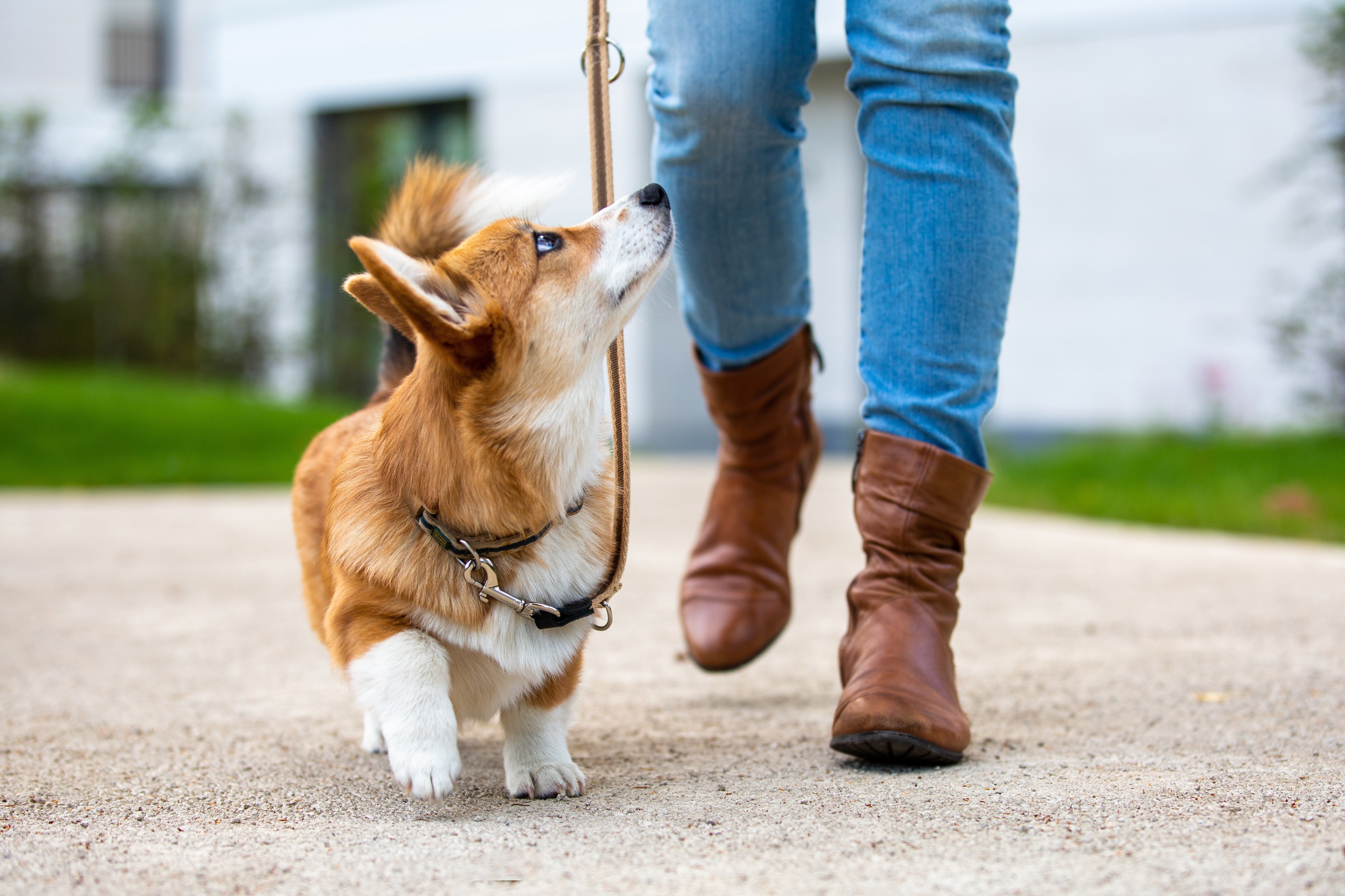 por qué mi perro se tambalea al caminar