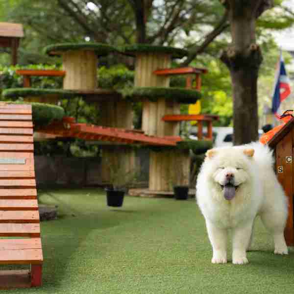 Estos son los mejores parques para perros en Barcelona
