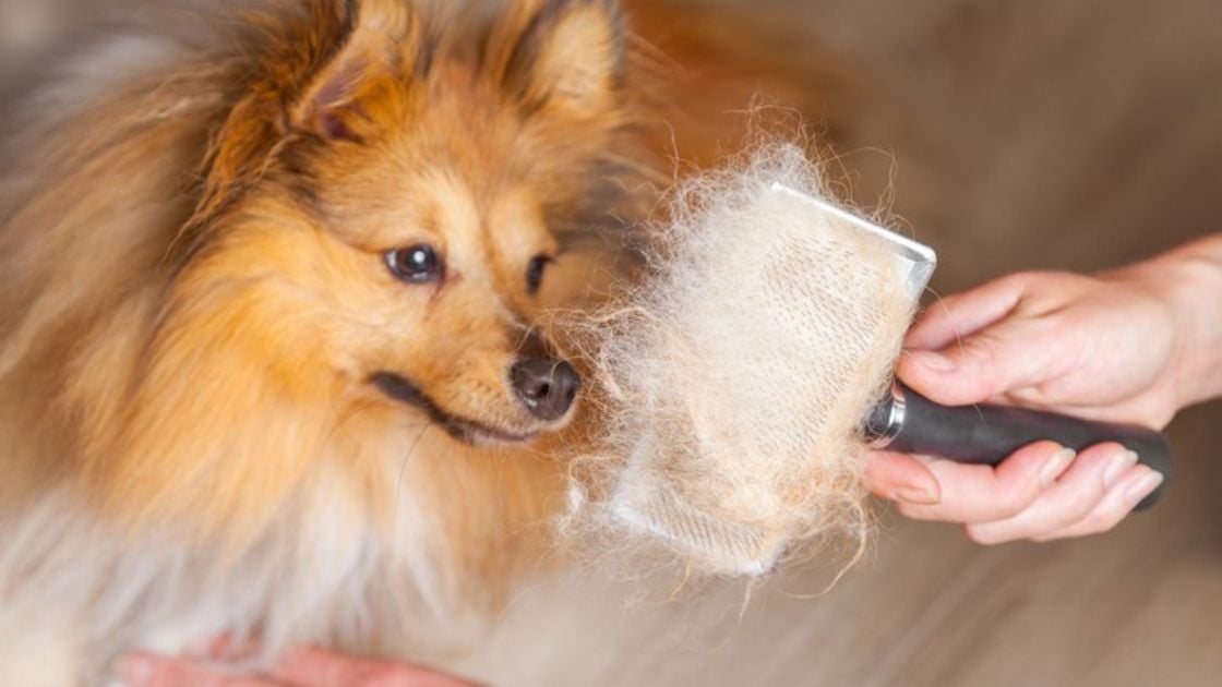 Cómo escoger el cepillo adecuado para quitar los pelos de tu perro.