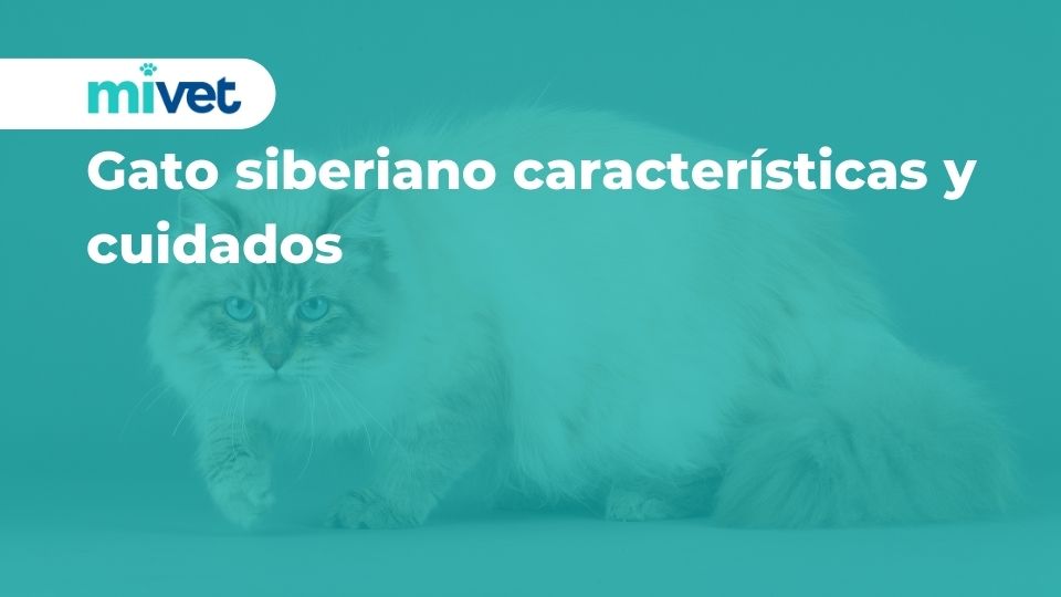 Gato siberiano: características y cuidados
