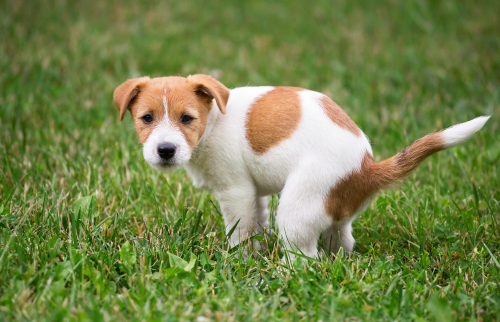 en perros raza pequeña: causas y tratamiento