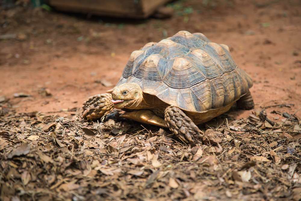 Cuidados básicos de una tortuga de tierra