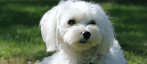 Bichon maltes caracteristicas