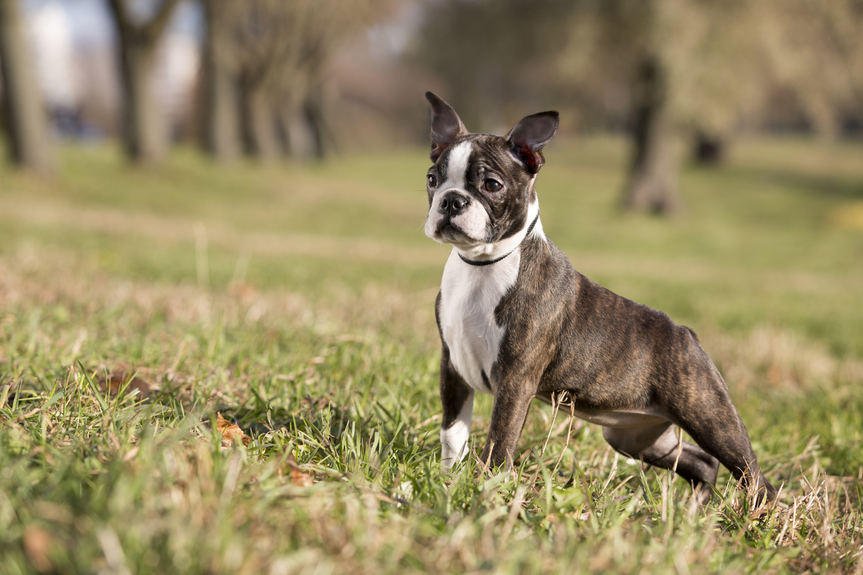 terrier boston