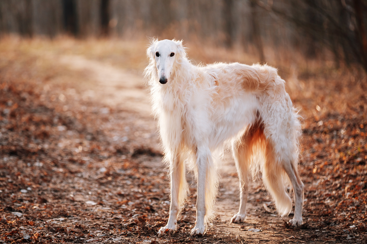 borzoi o galgo ruso