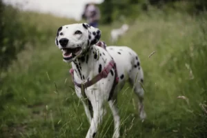 caracteristicas del dalmata