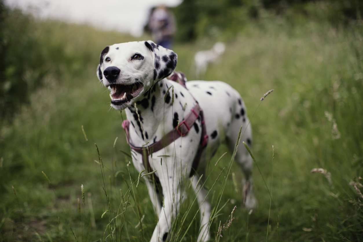 perro dálmata