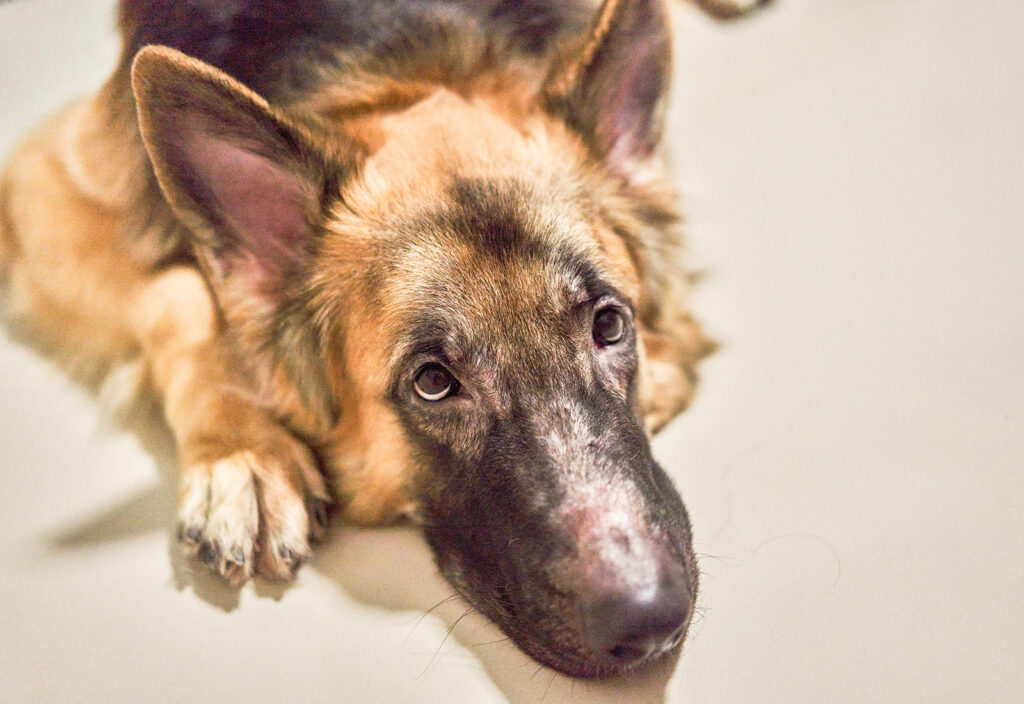 dermatitis en perros dermatitis en perros