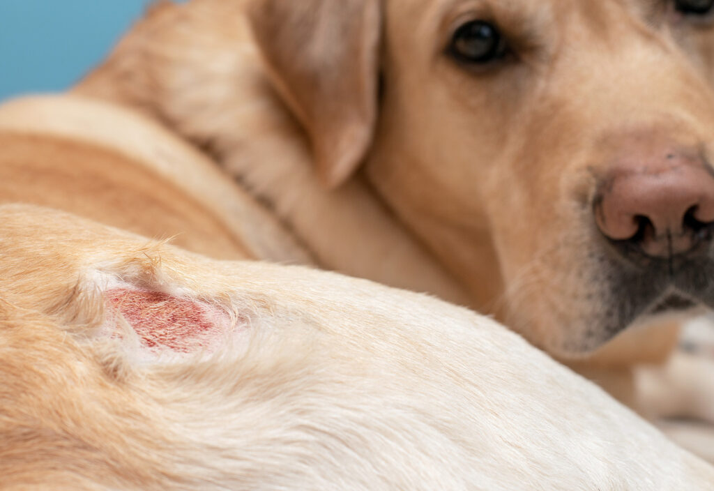 dermatitis en perros dermatitis en perros