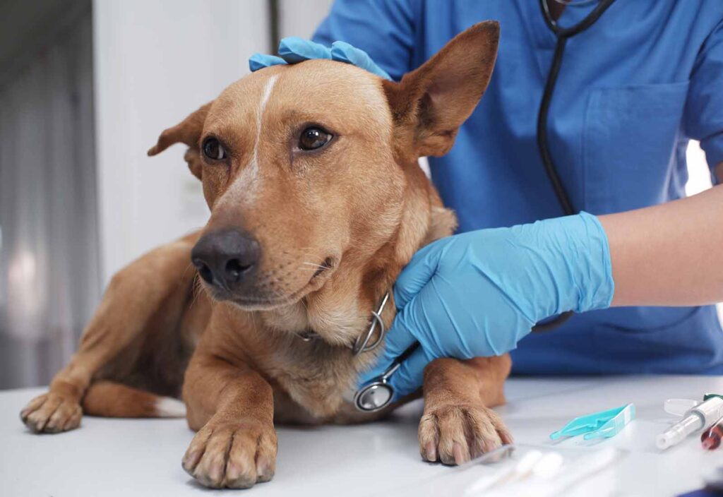 Cancer en perros Cancer en perros