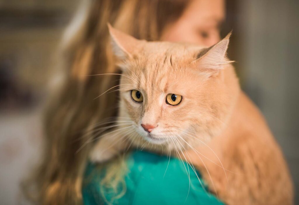insuficiencia renal en gatos