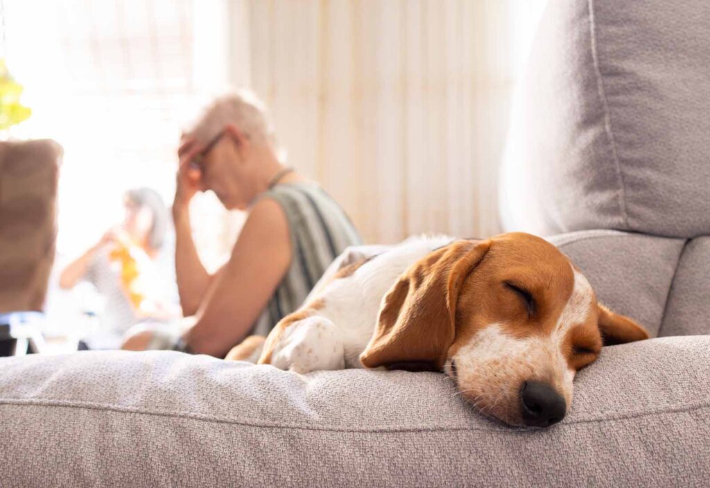 vómitos en perros vómitos en perros