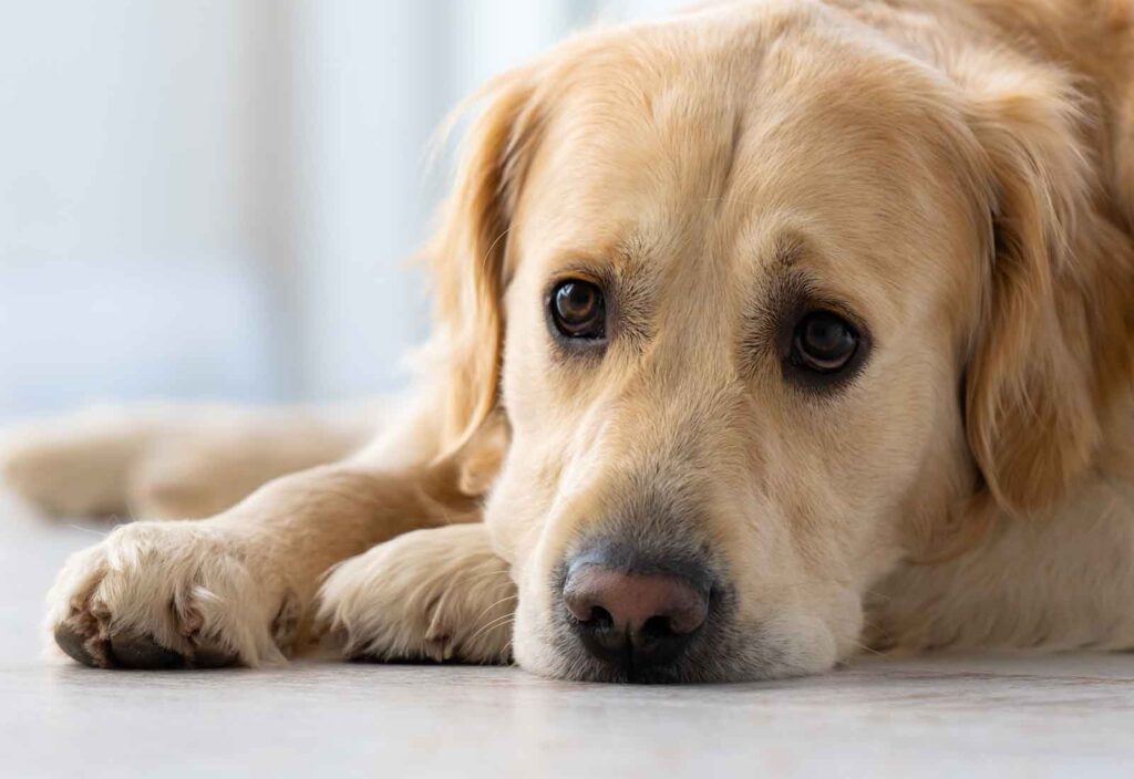 problemas de corazón en perros problemas de corazón en perros