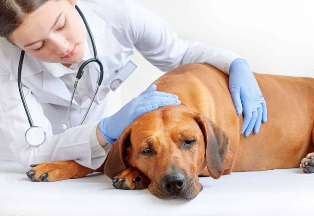 ¿cuáles son los síntomas de un tumor de mama en una perra ¿cuáles son los síntomas de un tumor de mama en una perra
