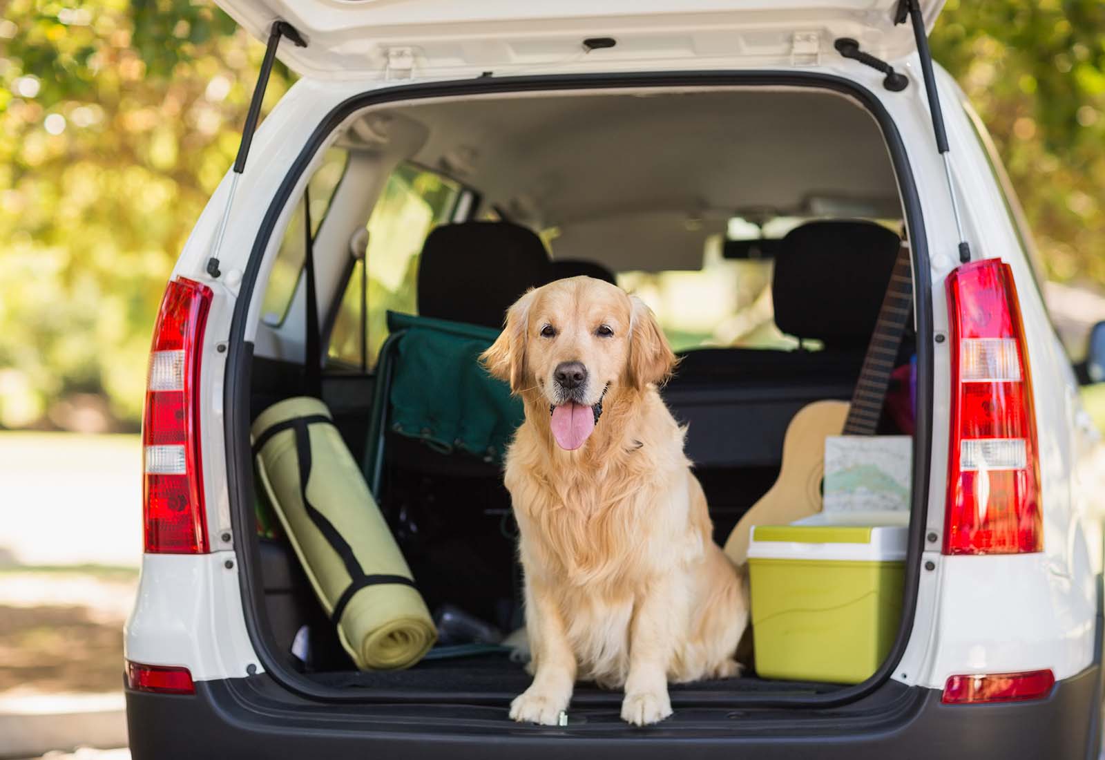 viajes con mi perro
