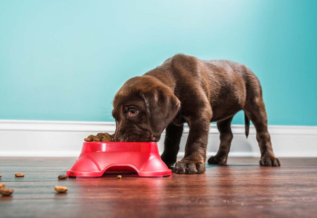 comidas cachorros comidas cachorros