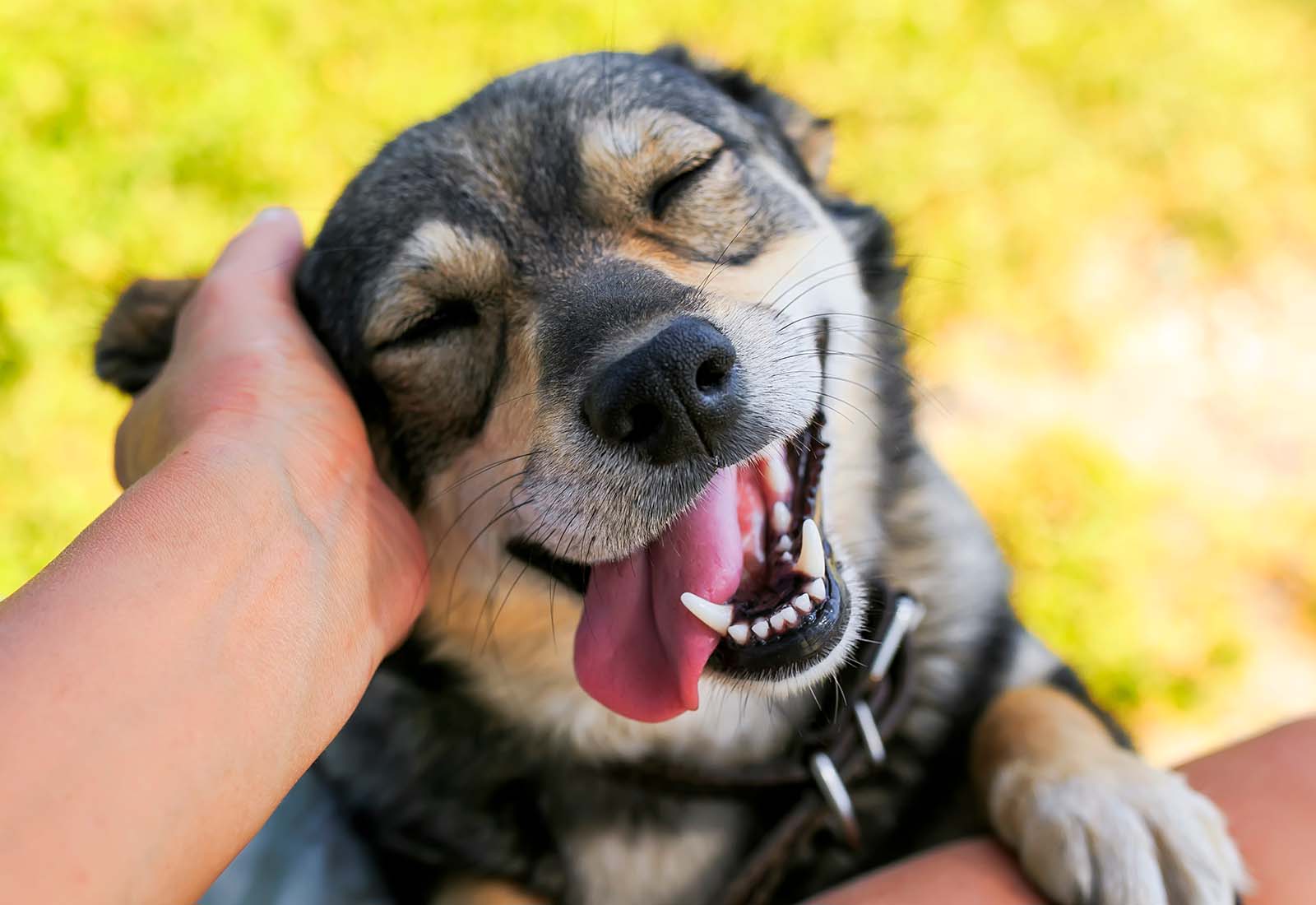 higiene dental perros