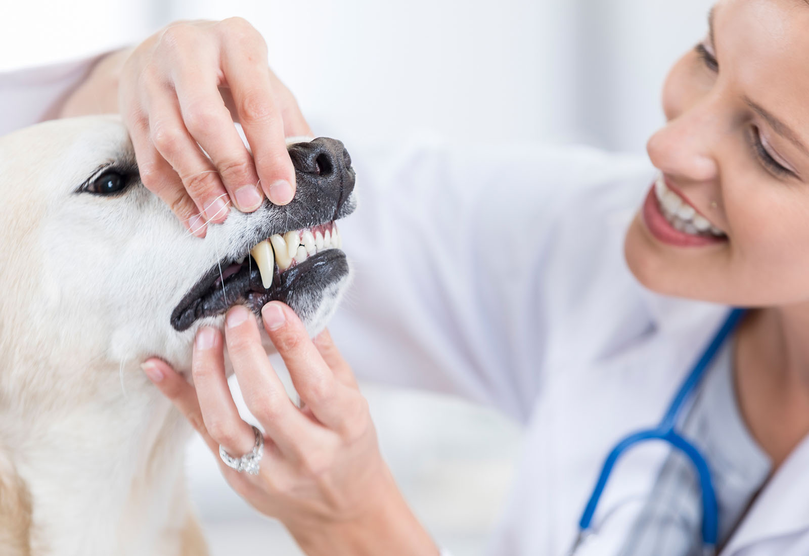 higiene dental perros