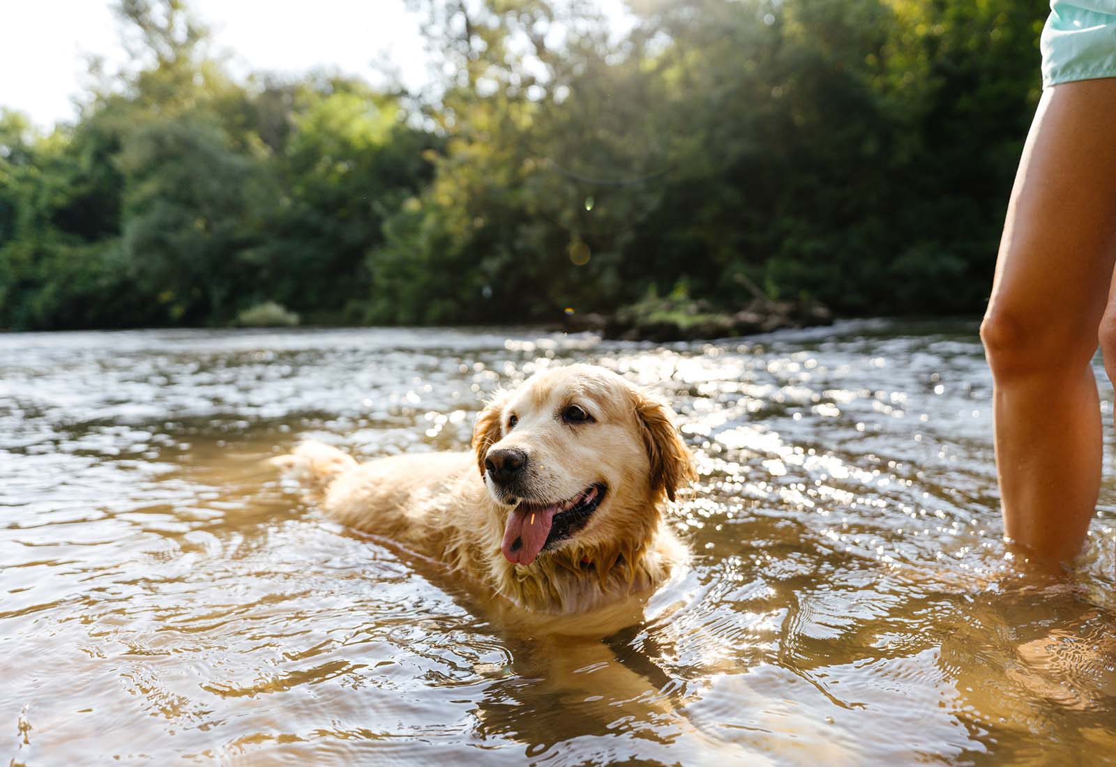 golpe de calor en perros