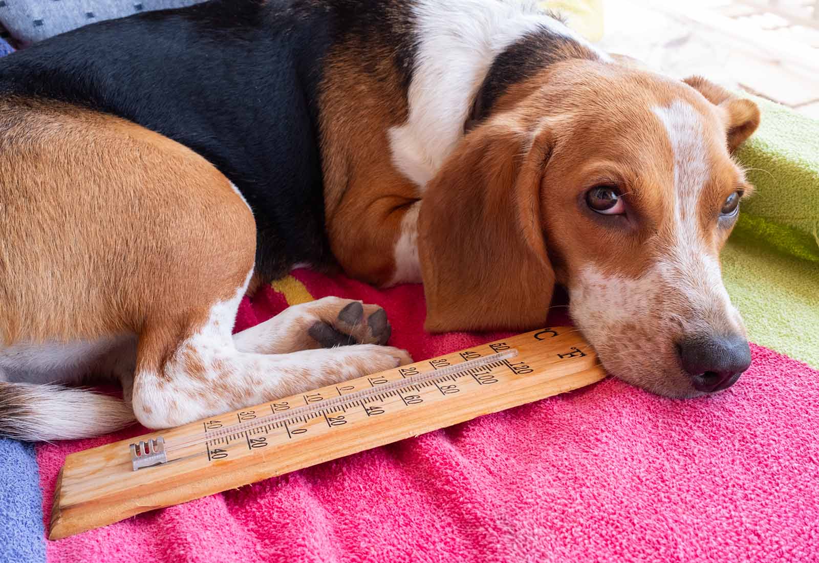 golpe de calor en perros