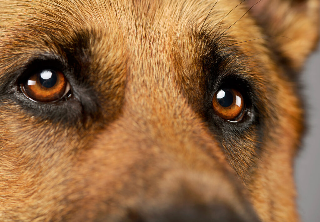 conjuntivitis en perros conjuntivitis en perros