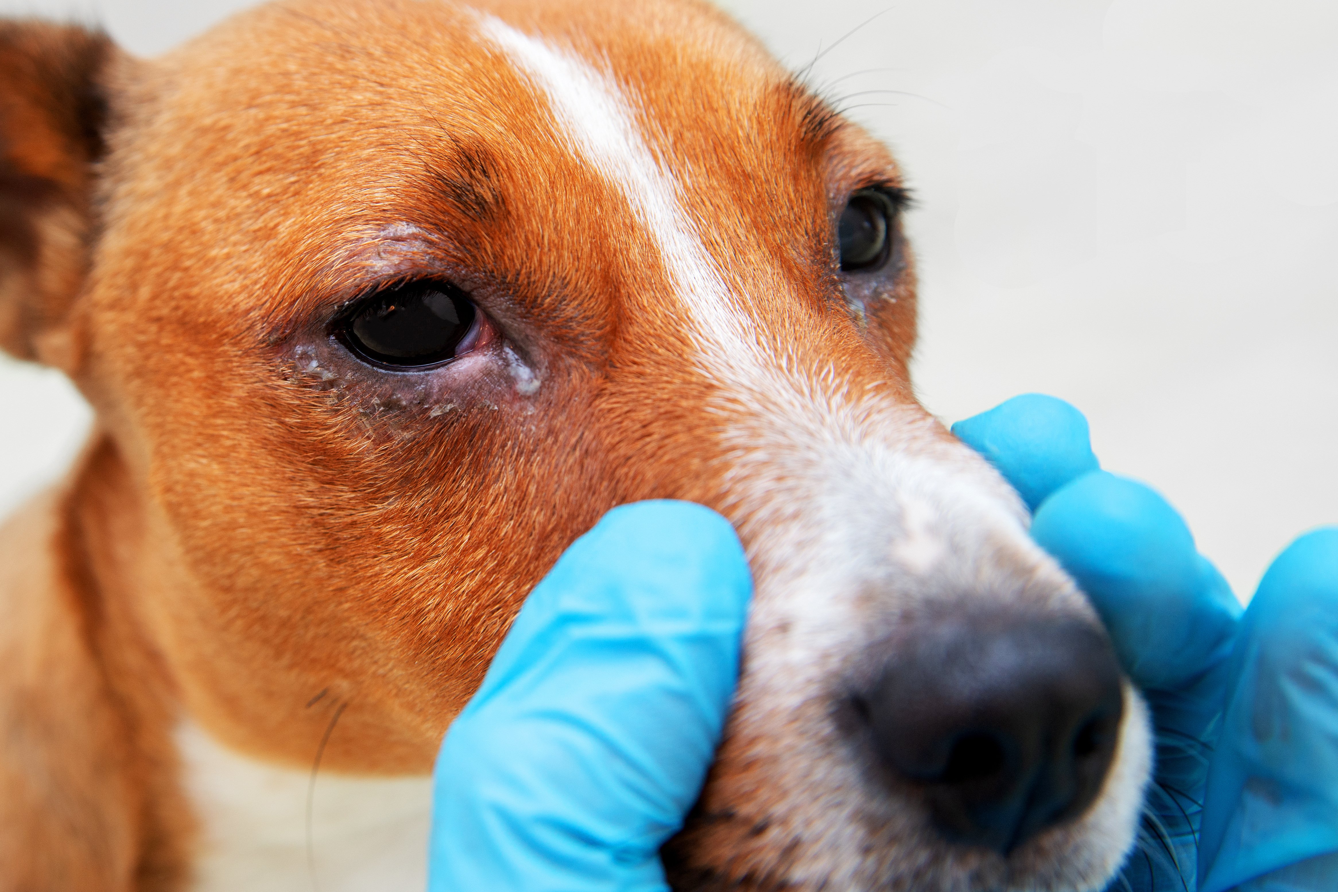 conjuntivitis en perros