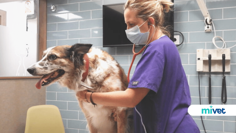 urgencias veterinarias barcelona