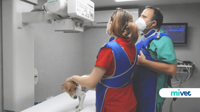 veterinarios 24h en Barcelona