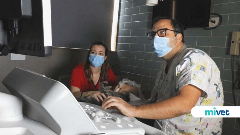 Hospital Veterinario Animalia