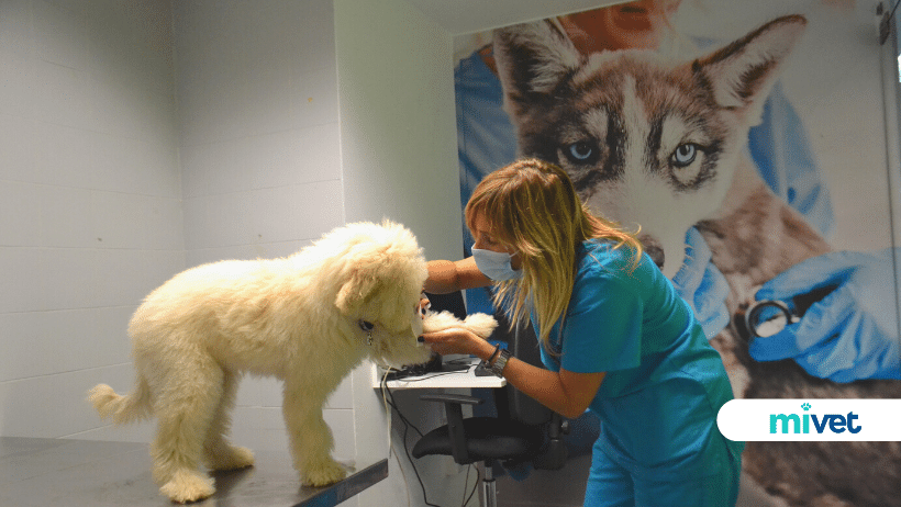 clínicas veterinarias en Torrelavega