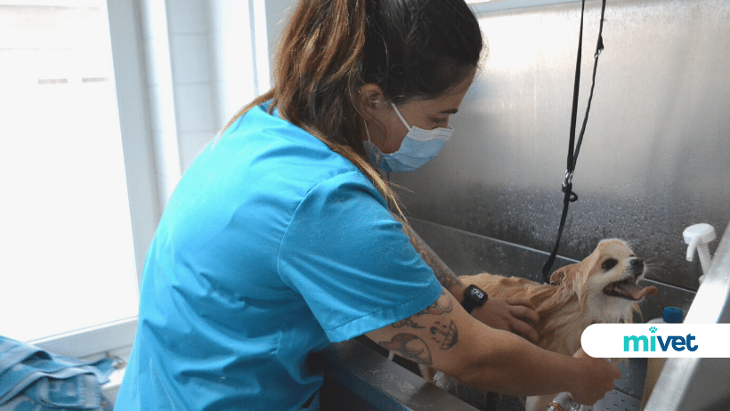 Hospital Veterinario Bustamante