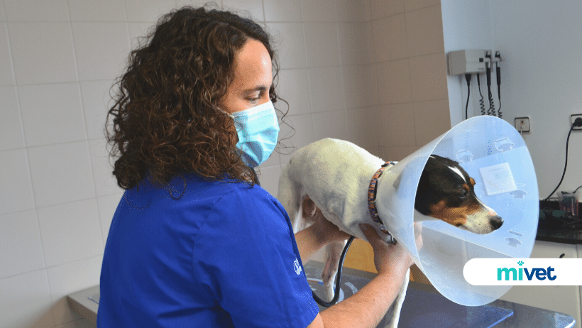 veterinarios en Torrelavega
