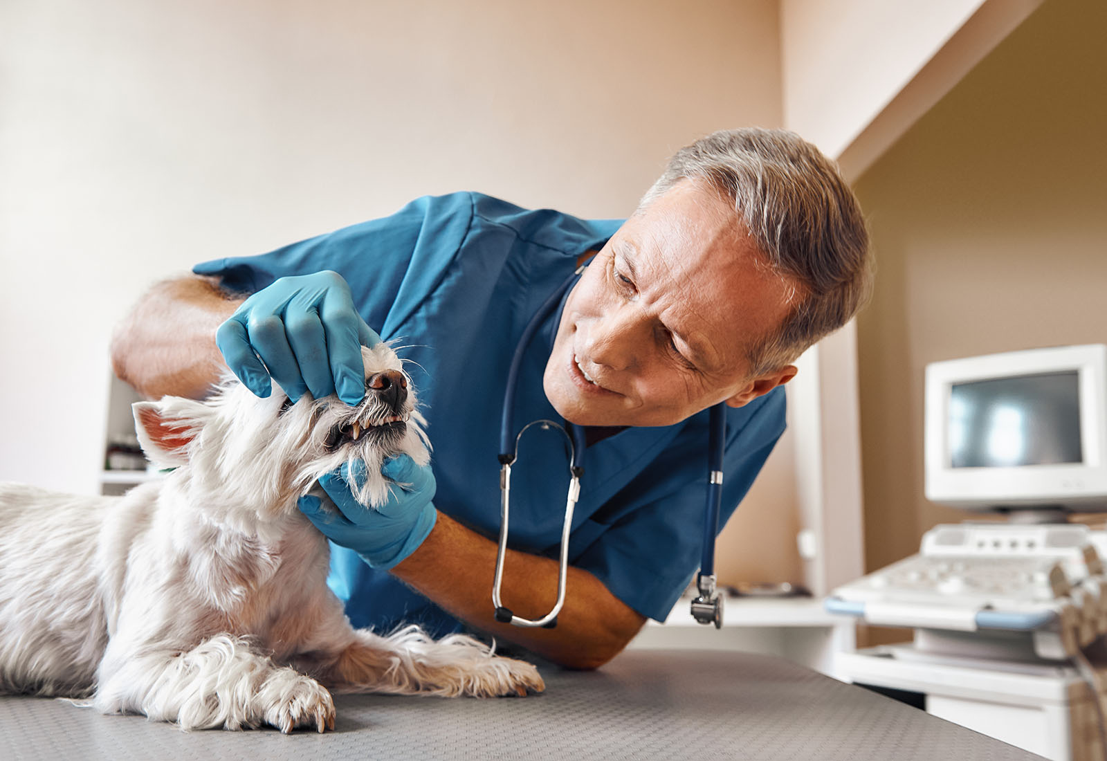 odontología veterinaria