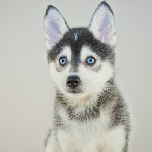 Pomsky