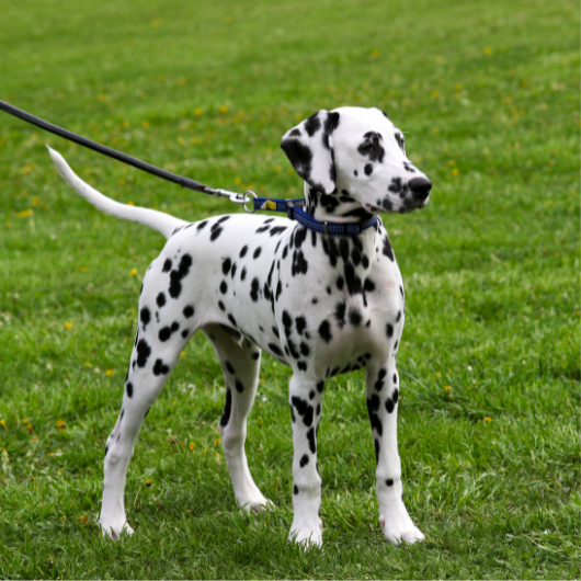 dalmata