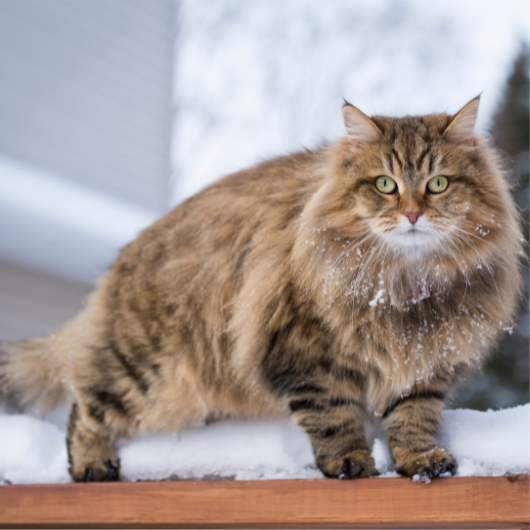 gato siberiano imagen