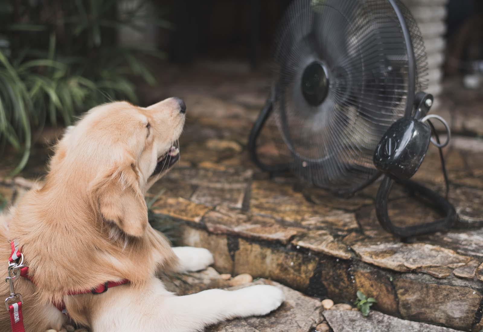 golpe de calor en animales