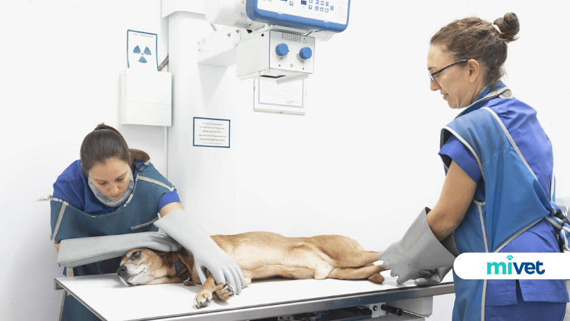veterinarios en Barcelona