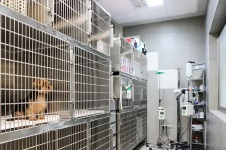 Clínica Veterinaria Stolz