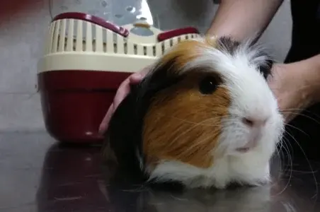 Clínica Veterinaria Stolz Valencia