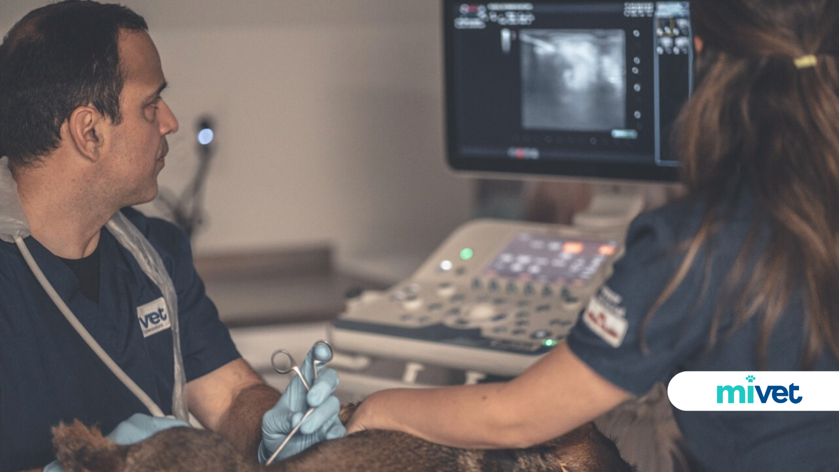 urgencias veterinarias 24 horas en Viladecans