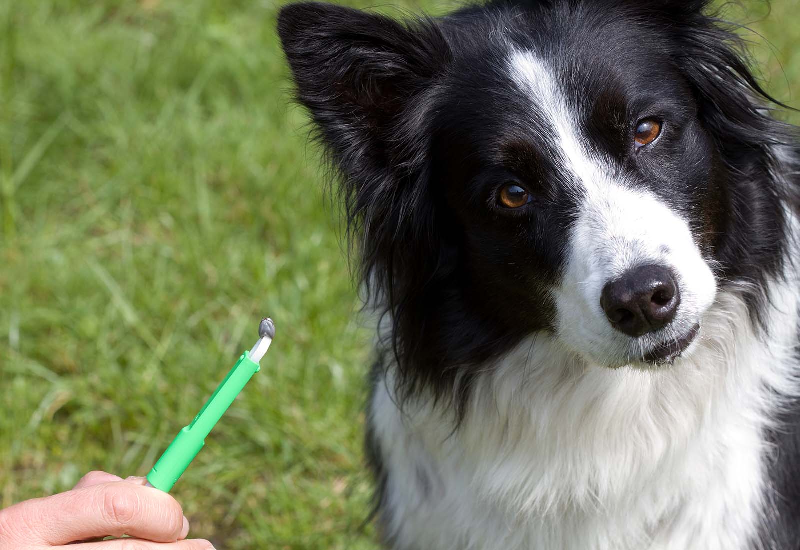 ectoparasitos perros 