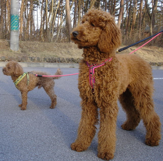 ventajas arnés para perros