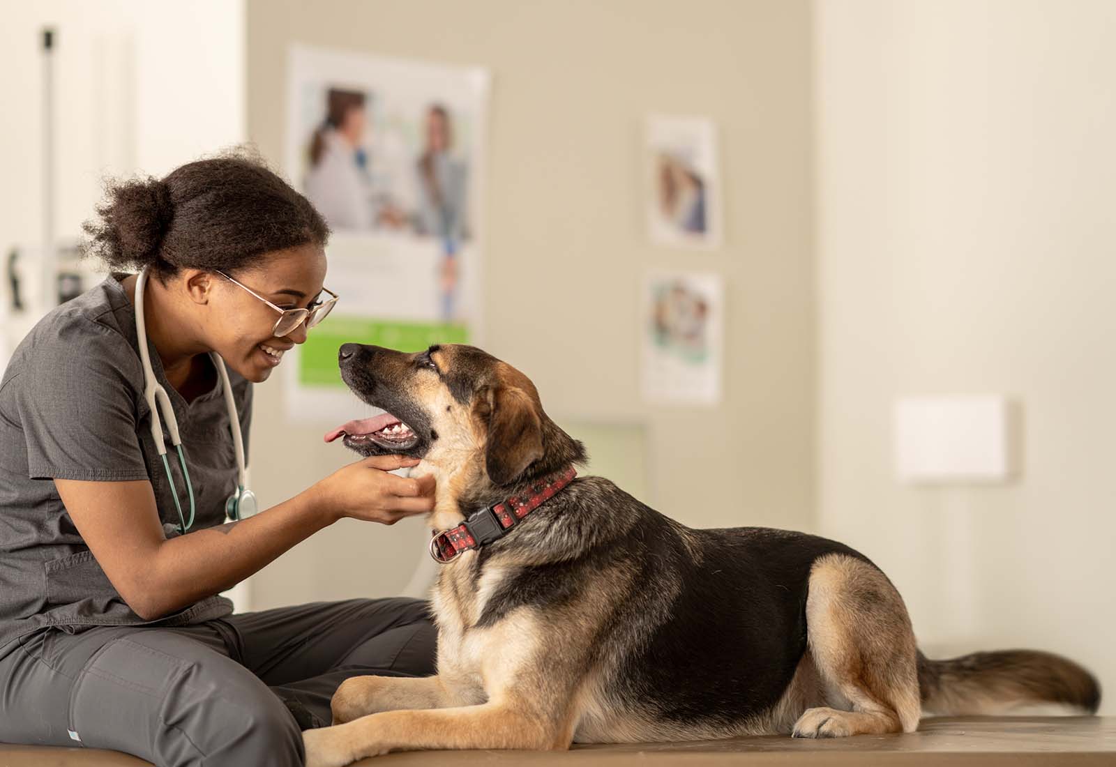 problemas respiratorios en perros