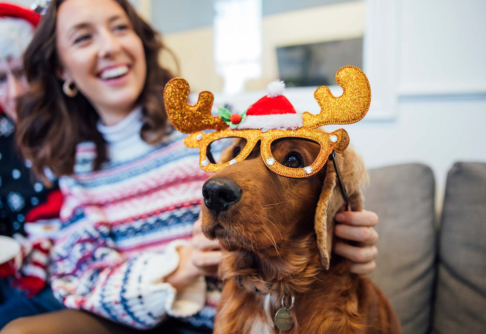 viajes en navidad con mascota