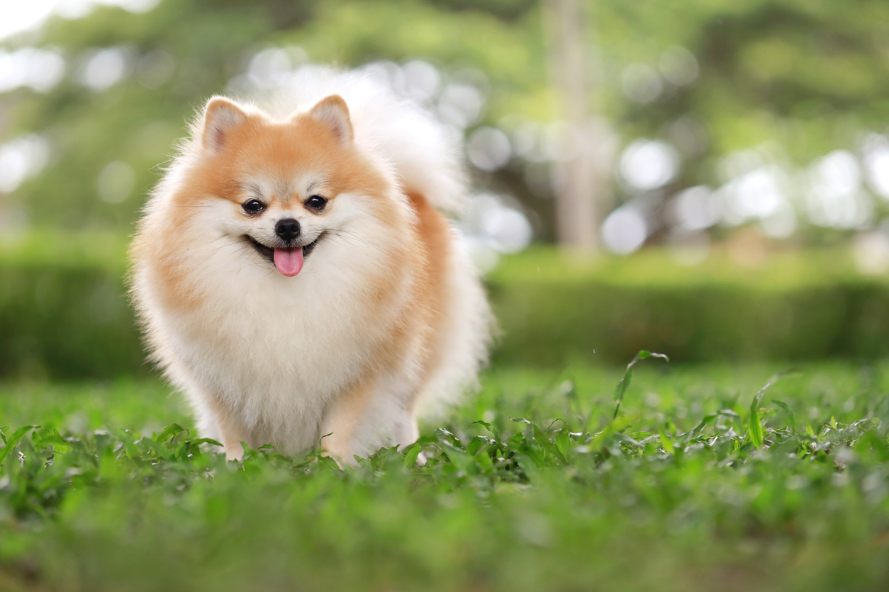 perro pomerania