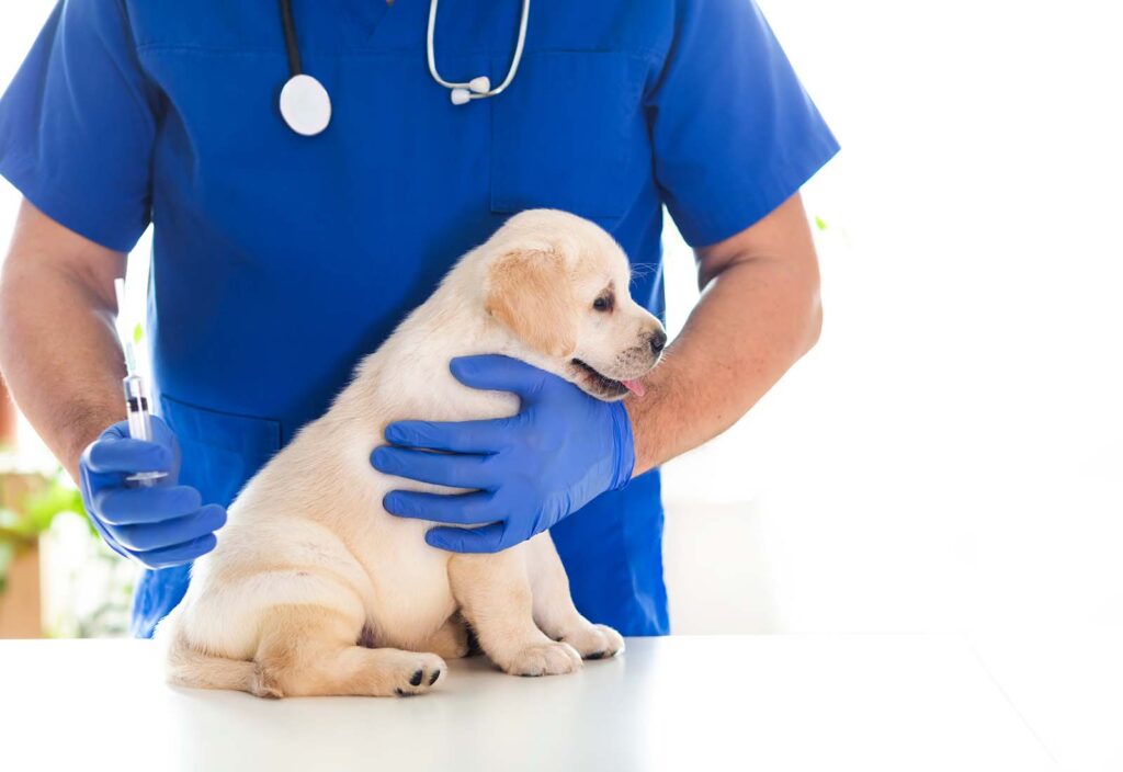 primera vacuna perro