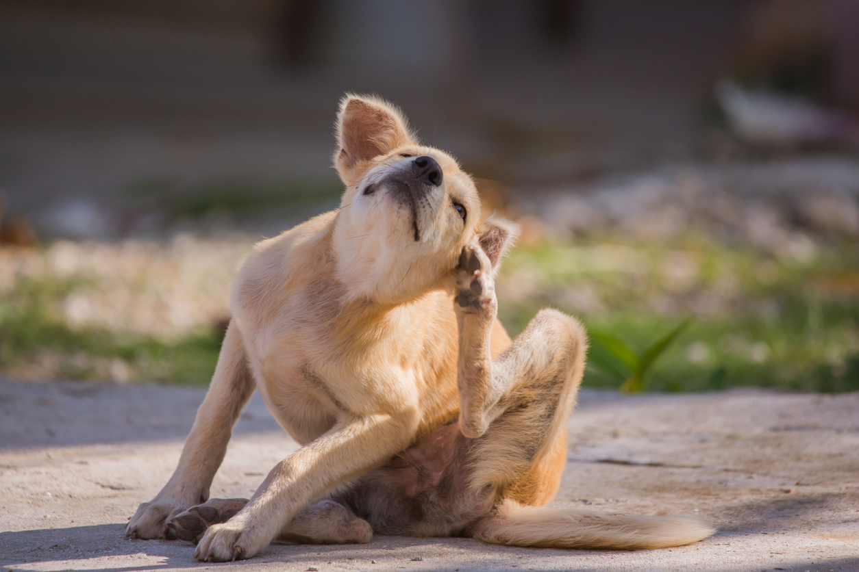 garrapatas en perros